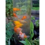 Ubbink Torre para peces 50 cm acrílico 1372160 de , Accesorios para estanques y fuentes - Ref: Foro24-409285, Precio: 116,23 ...