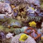Noordwand Papel Good Vibes Coral and Tropical Fish amarillo morado de , Papel pintado - Ref: Foro24-440437, Precio: 19,78 €, ...