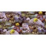 Noordwand Papel Good Vibes Coral and Tropical Fish amarillo morado de , Papel pintado - Ref: Foro24-440437, Precio: 19,78 €, ...