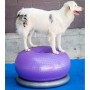 FitPAWS Pelota de equilibrio para mascotas TRAX Donut morado 55 cm de , Equipos para el ejercicio de mascotas - Ref: Foro24-4...