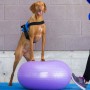 FitPAWS Pelota de equilibrio para mascotas TRAX Donut morado 55 cm de , Equipos para el ejercicio de mascotas - Ref: Foro24-4...