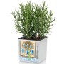 LECHUZA Jardineras 3 unidades Green Wall Home Kit blanco de , Maceteros y jardineras - Ref: Foro24-425619, Precio: 63,92 €, D...