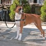 PetSafe Arnés para perros Easy Walk negro M | Foro24.es | Tu tienda online para hogar, jardín y más Foro24.es
