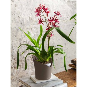 LECHUZA Jardinera ORCHIDEA ALL-IN-ONE gris taupe Ø 18 cm de , Maceteros y jardineras - Ref: Foro24-446114, Precio: 20,75 €, D...