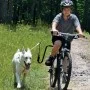 SPRINGER Dog Bicycle Exercise Kit by SPRINGER, Pet Leashes - Ref: Foro24-428413, Price: 93,09 €, Discount: %