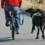 SPRINGER Dog Bicycle Exercise Kit by SPRINGER, Pet Leashes - Ref: Foro24-428413, Price: 93,09 €, Discount: %