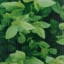 Privacy panels 4 units PVC green 35x0.19 m by vidaXL, fence panels - Ref: Foro24-147851, Price: 139,45 €, Discount: %