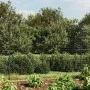 Drahtzaun mit Ankerspitzen anthrazitgrau 1,6x10 m von vidaXL, Zaunpaneele - Ref: Foro24-154244, Preis: 124,33 €, Rabatt: %