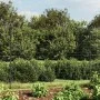 Wire fence with anchor spikes anthracite gray 1.4x25 m by vidaXL, fence panels - Ref: Foro24-154283, Price: 183,16 €, Discoun...