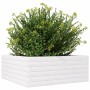 Jardinera de madera maciza de pino blanca 60x60x23 cm en Macetas y jardineras | Comprar online en Foru.es