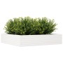 Jardinera de madera maciza de pino blanca 110x110x23 cm en Macetas y jardineras | Comprar online en Foru.es