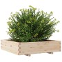 Jardinera madera maciza de pino 100x100x26,5 cm en Macetas y jardineras | Comprar online en Foru.es