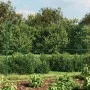 Green wire fence 2x10 m by vidaXL, fence panels - Ref: Foro24-153910, Price: 110,24 €, Discount: %