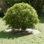 adecuado para Anillo de Árbol Plano Ø40 / 70 cm Acero en Macetas y jardineras | Comprar online en Foru.es