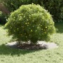 adecuado para Anillo de Árbol Plano Plateado Ø40 / 70 cm en Macetas y jardineras | Comprar online en Foru.es