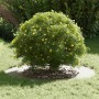 adecuado para Anillo de Árbol Plano Ø50 / 80 cm Acero en Macetas y jardineras | Comprar online en Foru.es