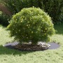 adecuado para Anillo de Árbol Plano Antracita Ø50 / 80 cm Acero en Macetas y jardineras | Comprar online en Foru.es