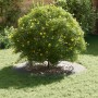 adecuado para Anillo de Árbol Plano Plateado Ø60 / 90 cm en Macetas y jardineras | Comprar online en Foru.es