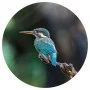 WallArt Círculo de papel pintado The Kingfisher 142,5 cm de WallArt, Papel pintado - Ref: Foro24-440376, Precio: 19,18 €, Des...