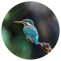 WallArt Círculo de papel pintado The Kingfisher 142,5 cm de WallArt, Papel pintado - Ref: Foro24-440376, Precio: 19,18 €, Des...