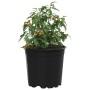 Maceta de flores 100 pcs Negro Ø 15 x 12.5 cm Plástico en Macetas y jardineras | Comprar online en Foru.es
