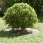 adecuado para Anillo de Árbol Plano Plateado Ø40 / 70 cm en Macetas y jardineras | Comprar online en Foru.es