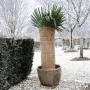 Nature funda protectora de paja de arroz para invierno 1x1,5 m 6030105 de Nature, Accesorios de jardinería - Ref: Foro24-4070...