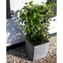 Capi Maceta cuadrada Nature Rib gris antracita 50x50 cm de , Maceteros y jardineras - Ref: Foro24-429057, Precio: 157,65 €, D...