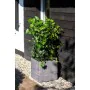 Capi Macetero Nature Rib cuadrado gris antracita 30x30 cm KOFZ902 de , Maceteros y jardineras - Ref: Foro24-424210, Precio: 4...