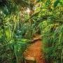 Komar Mural fotográfico Jungle Trail 368x254 cm de , Papel pintado - Ref: Foro24-425268, Precio: 79,96 €, Descuento: %