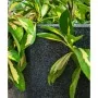 Capi Macetero Waste Smooth gris 43x41 cm de , Maceteros y jardineras - Ref: Foro24-442104, Precio: 75,77 €, Descuento: %