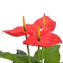 Planta de anturio artificial con maceta 90 cm roja y amarilla de , Flora artificial - Ref: Foro24-244447, Precio: 45,34 €, De...