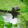 Ubbink Fuente de jardín con chorro y en forma de tortuga de , Fuentes y cascadas - Ref: Foro24-442055, Precio: 46,48 €, Descu...