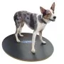 FitPAWS Tabla de equilibrio negro 50 cm by , Pet Exercise Equipment - Ref: Foro24-433830, Price: 94,38 €, Discount: %