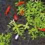 Ubbink Tratamiento de agua para estanques Aqua Phos Adsorber 500 ml de , Accesorios para estanques y fuentes - Ref: Foro24-42...