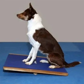 FitPAWS Tabla balancín gigante azul 75x75 cm de , Equipos para el ejercicio de mascotas - Ref: Foro24-433828, Precio: 221,21 ...