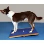 FitPAWS Tabla balancín gigante azul 75x75 cm de , Equipos para el ejercicio de mascotas - Ref: Foro24-433828, Precio: 221,21 ...