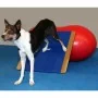 FitPAWS Tabla balancín gigante azul 75x75 cm de , Equipos para el ejercicio de mascotas - Ref: Foro24-433828, Precio: 221,21 ...