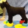 FitPAWS Accesorios de equilibrio para patas de mascotas 4 unidades de , Equipos para el ejercicio de mascotas - Ref: Foro24-4...