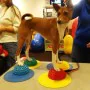 FitPAWS Accesorios de equilibrio para patas de mascotas 4 unidades de , Equipos para el ejercicio de mascotas - Ref: Foro24-4...