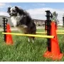 FitPAWS Juego de obstáculos de , Equipos para el ejercicio de mascotas - Ref: Foro24-433823, Precio: 191,46 €, Descuento: %