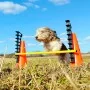 FitPAWS Juego de obstáculos de , Equipos para el ejercicio de mascotas - Ref: Foro24-433823, Precio: 191,46 €, Descuento: %