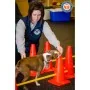 FitPAWS Juego de obstáculos de , Equipos para el ejercicio de mascotas - Ref: Foro24-433823, Precio: 191,46 €, Descuento: %