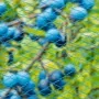 Nature Red protectora de pájaros Nano azul 5x4 m de , Accesorios de jardinería - Ref: Foro24-423501, Precio: 28,77 €, Descuen...
