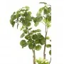 Emerald Árbol Polyscias artificial 135 cm 420292 de , Flora artificial - Ref: Foro24-414511, Precio: 112,12 €, Descuento: %