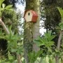 Capi Casita para pájaros Hive 2 agujero ovalado marrón 19x23x20 cm de , Pajareras - Ref: Foro24-447495, Precio: 25,25 €, Desc...