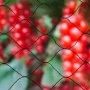 Nature Red protectora de pájaros negra Primo 10x4 m 6030406 de , Accesorios de jardinería - Ref: Foro24-409382, Precio: 26,10...
