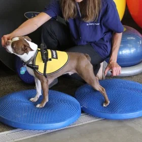 FitPAWS Disco de equilibrio para mascotas azul 56 cm by , Pet Exercise Equipment - Ref: Foro24-433819, Price: 92,88 €, Discou...