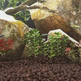 Rocas volcánicas rojas 10 kg 3-5 cm by , Aquarium decoration - Ref: Foro24-3217176, Price: 34,24 €, Discount: %