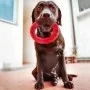 Ferplast Juguete dental para perros Smile rojo grande 20x18x4 cm de , Juguetes para perros - Ref: Foro24-442647, Precio: 19,5...